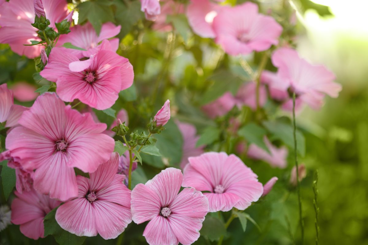 Pink mallow plant flowers