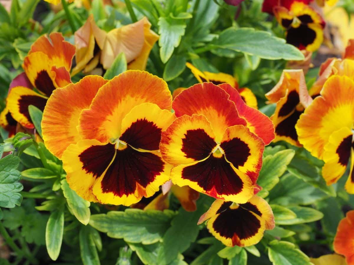 Yellow and brown pansies
