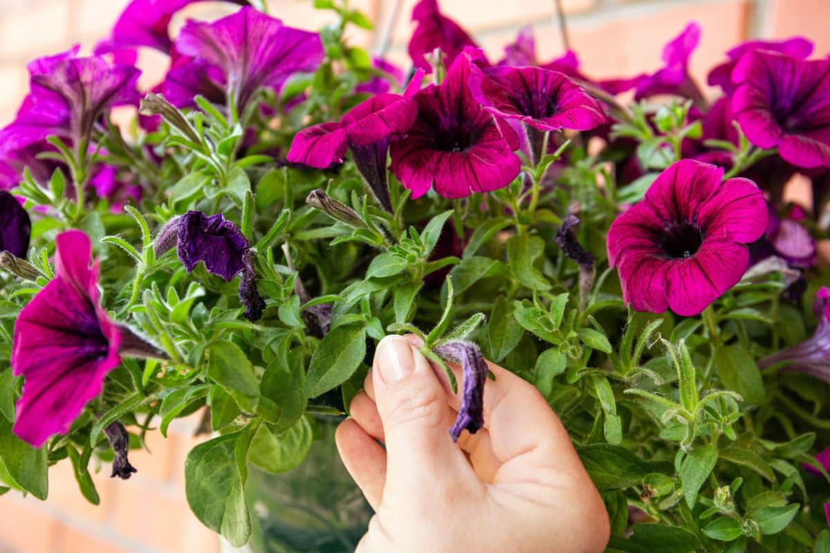 A woman pinches off a dead flower below the blossom