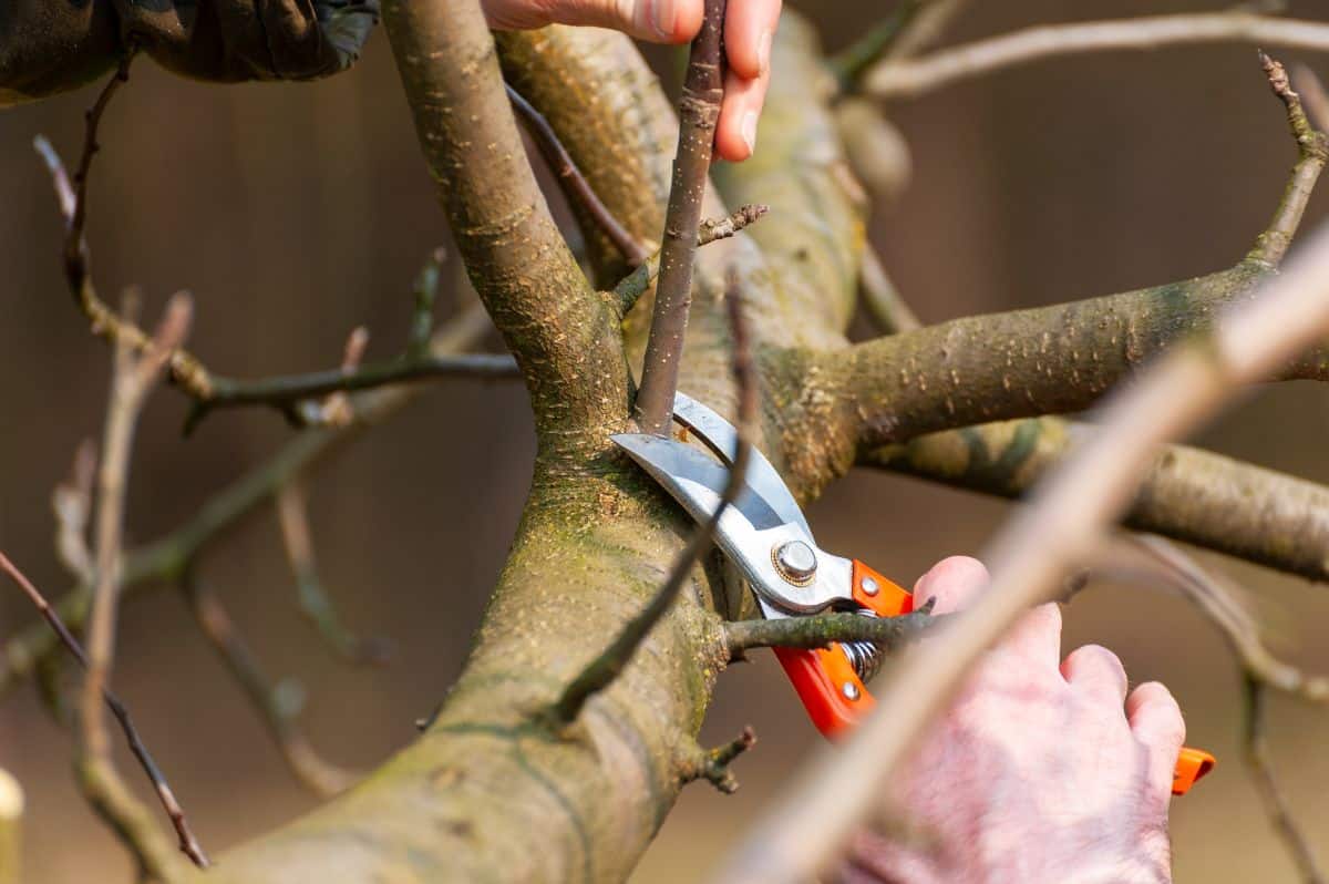 A gardener pruning an orchard tree sucker