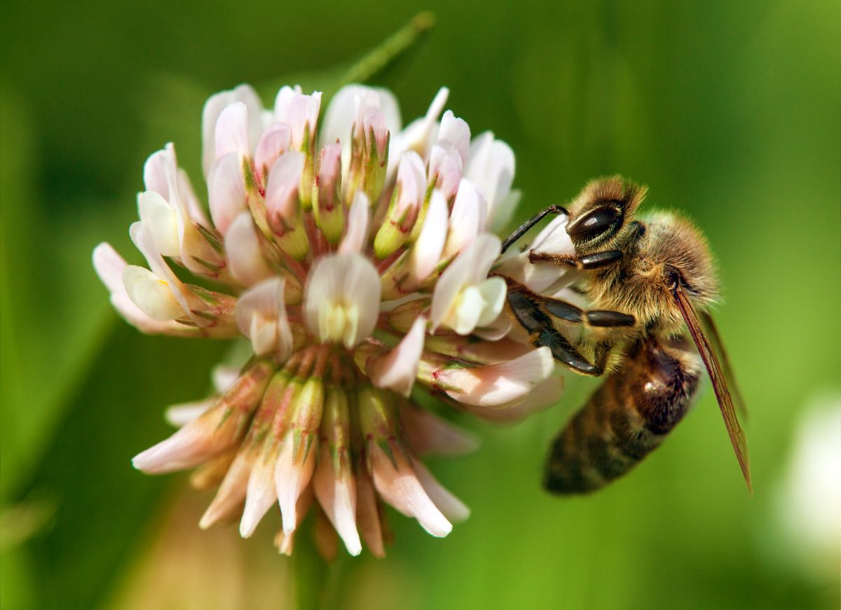 A honeybee visiting a clover blossom