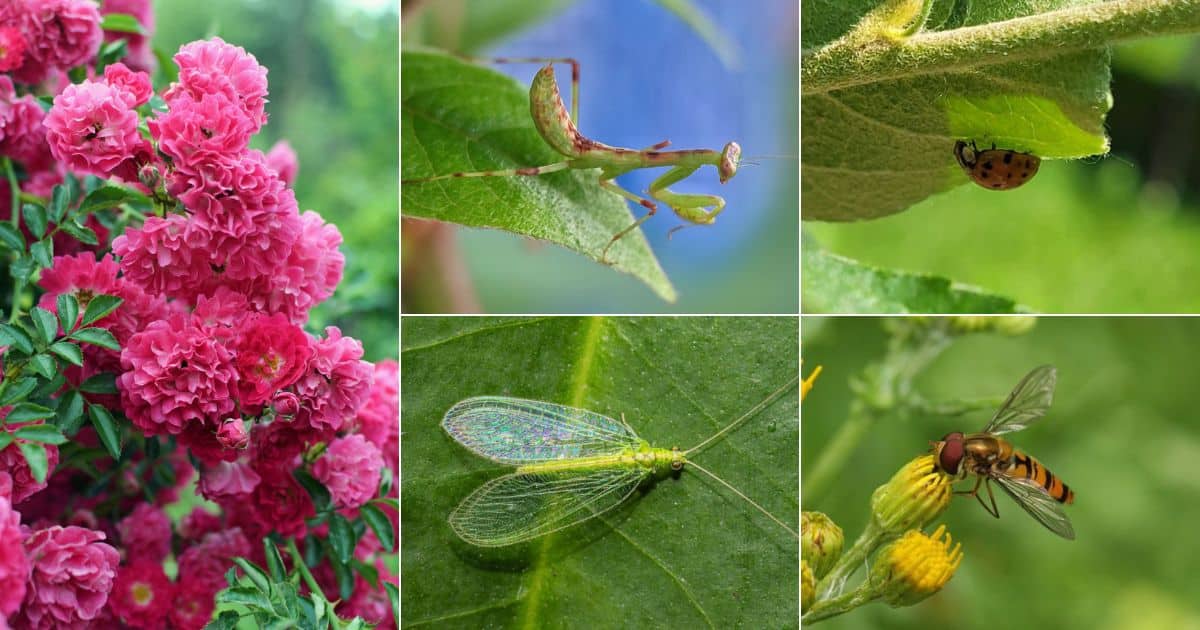 Cardning Insect 6 Beneficial Insects in the Rose Garden (and How to Attract Them)