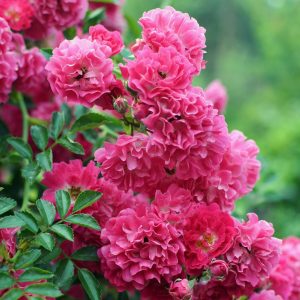 The Zephirine Drouhin climbing rose variety in bloom in a garden.