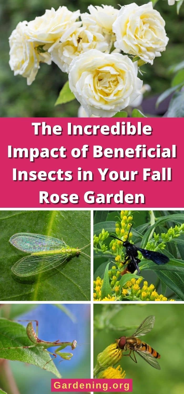 What Insect Pests Eat Roses 6 Beneficial Insects in the Rose Garden (and How to Attract Them)