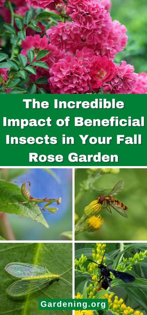 The Incredible Impact of Beneficial Insects in Your Fall Rose Garden pinterest image.