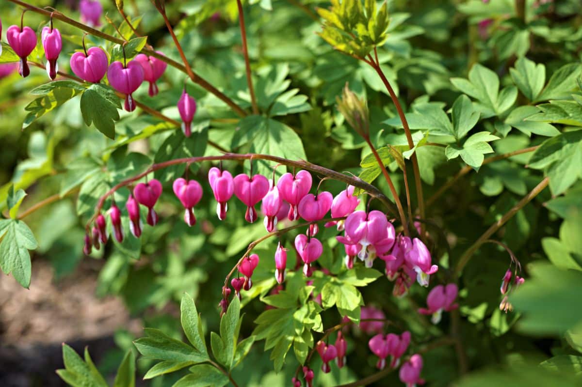 Perennial bleeding hearts planted in the fall