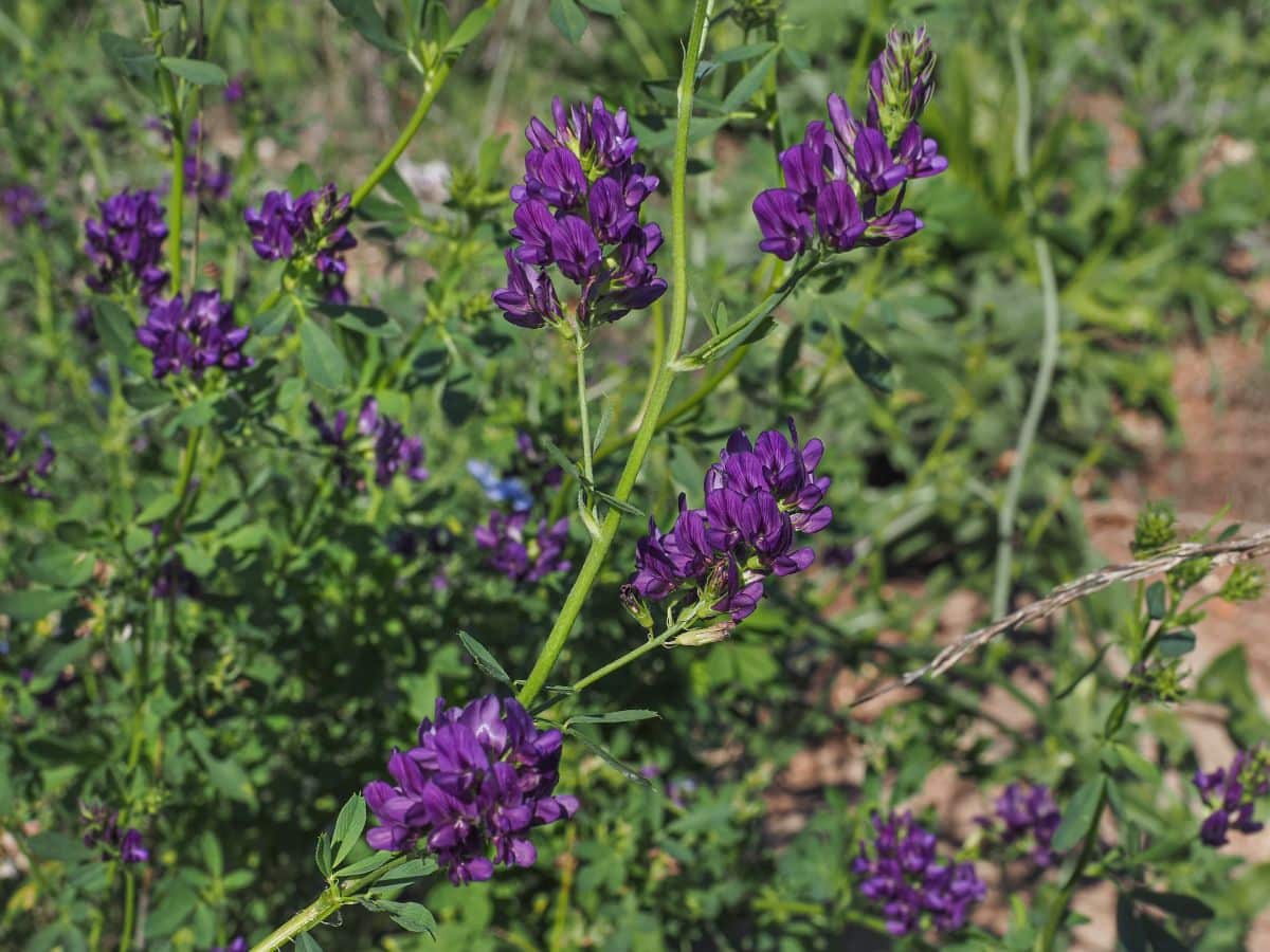 Alfalfa (Medicago sativa) in bloom.