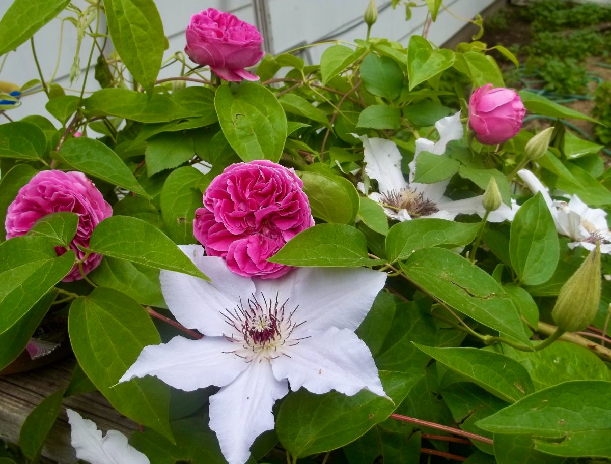 ‘Mme. Louise Odier’ with clematis twining around it. 