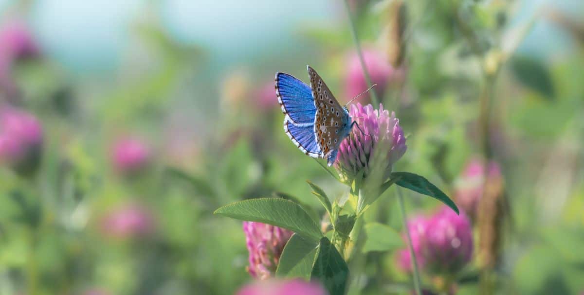 A butterfly enjoys a clover blossom