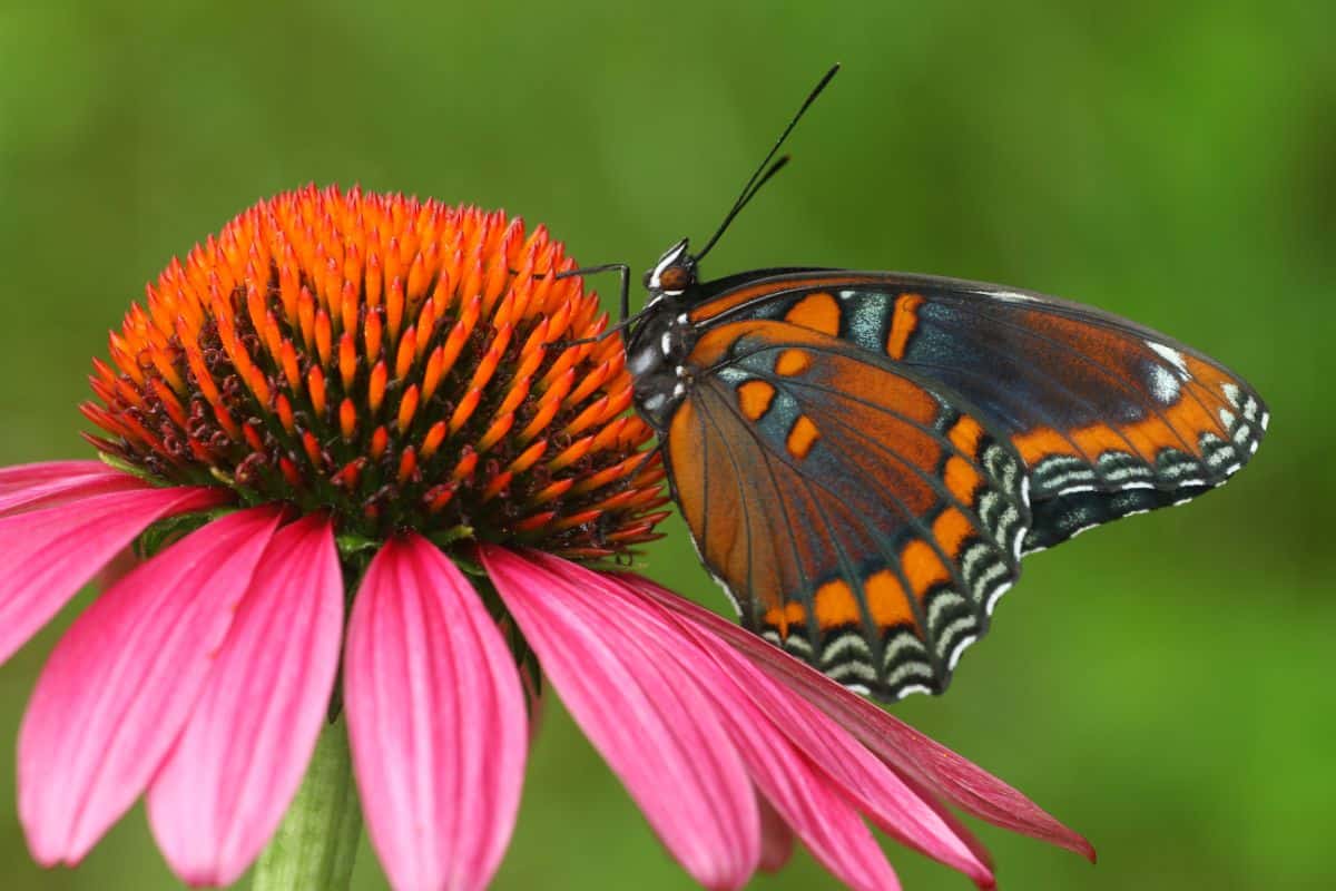 Monarch butterfly feeding on a coneflower