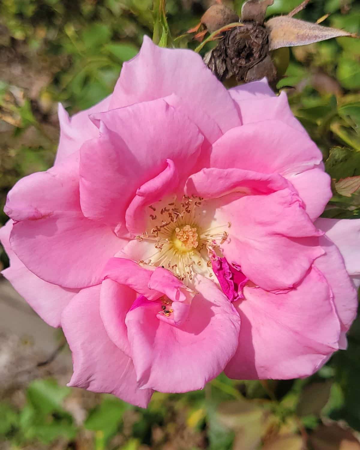 Carefree delight rose variety