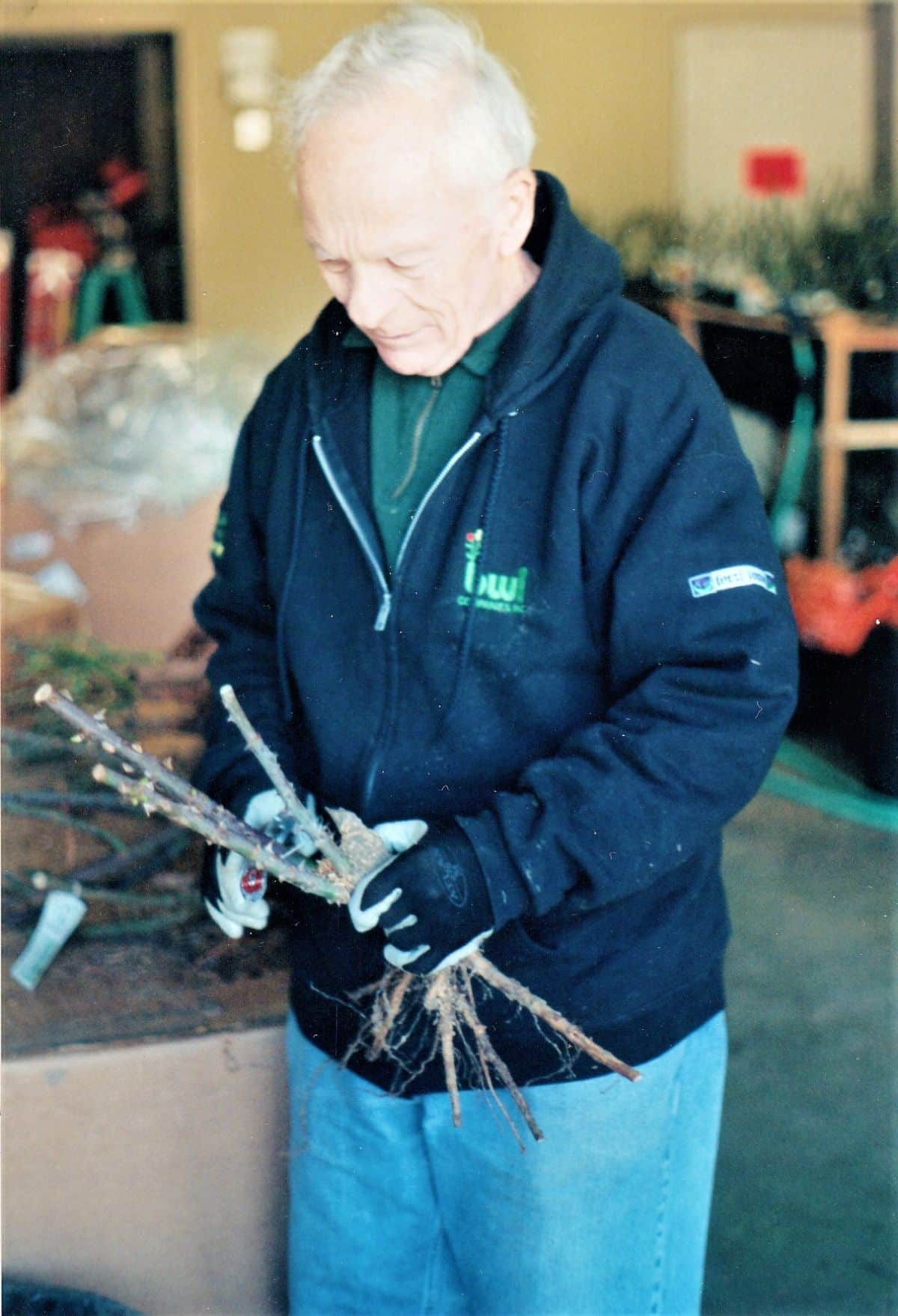A Master rose gardener clips bare roots on a rose bush