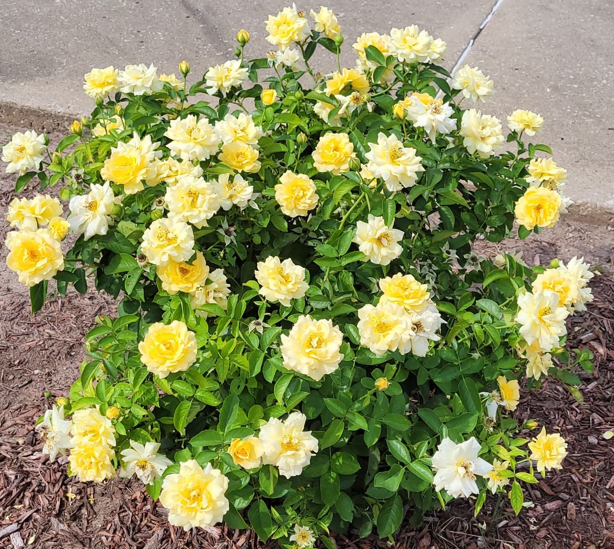 A yellow rose bush in full bloom