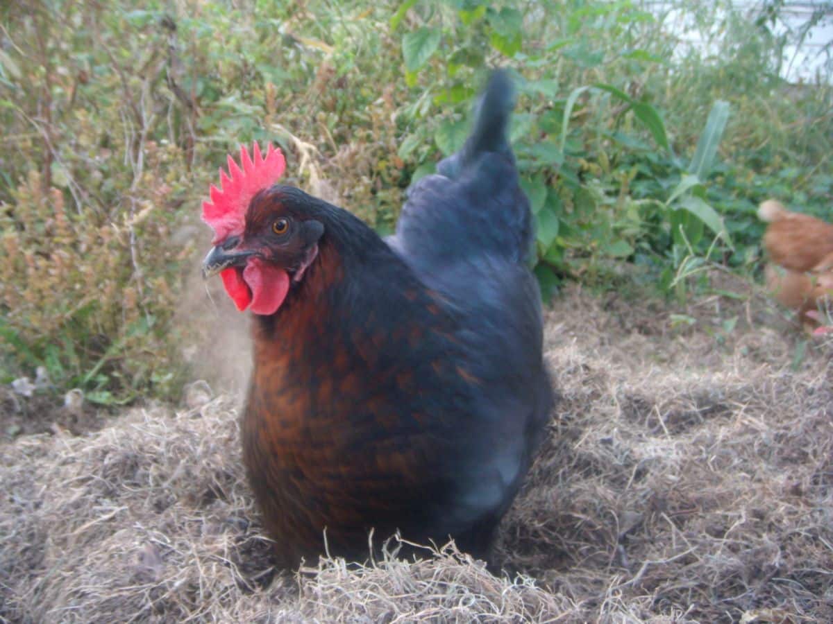 A chicken digging in a compost pile