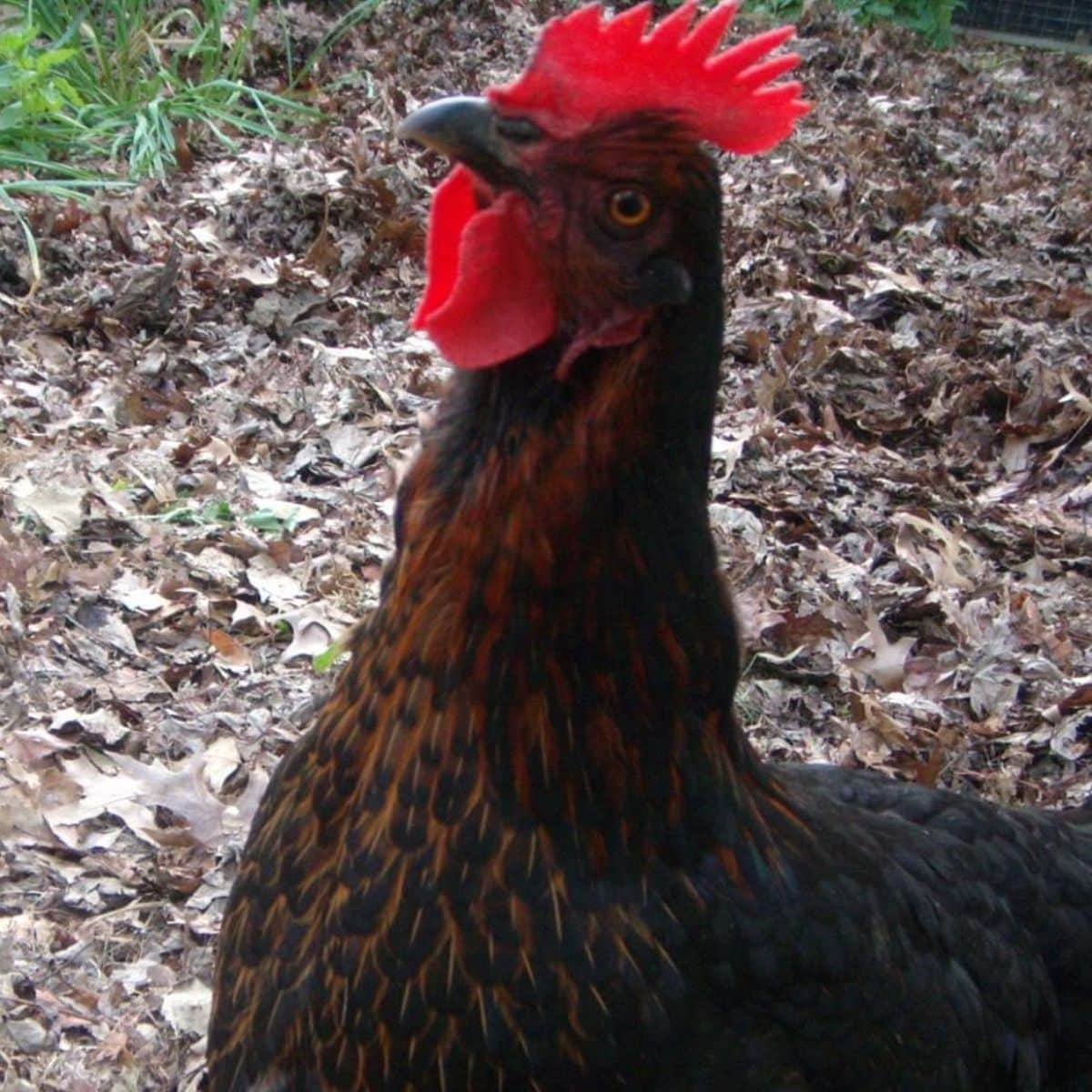 a chicken in front of leaf mulch