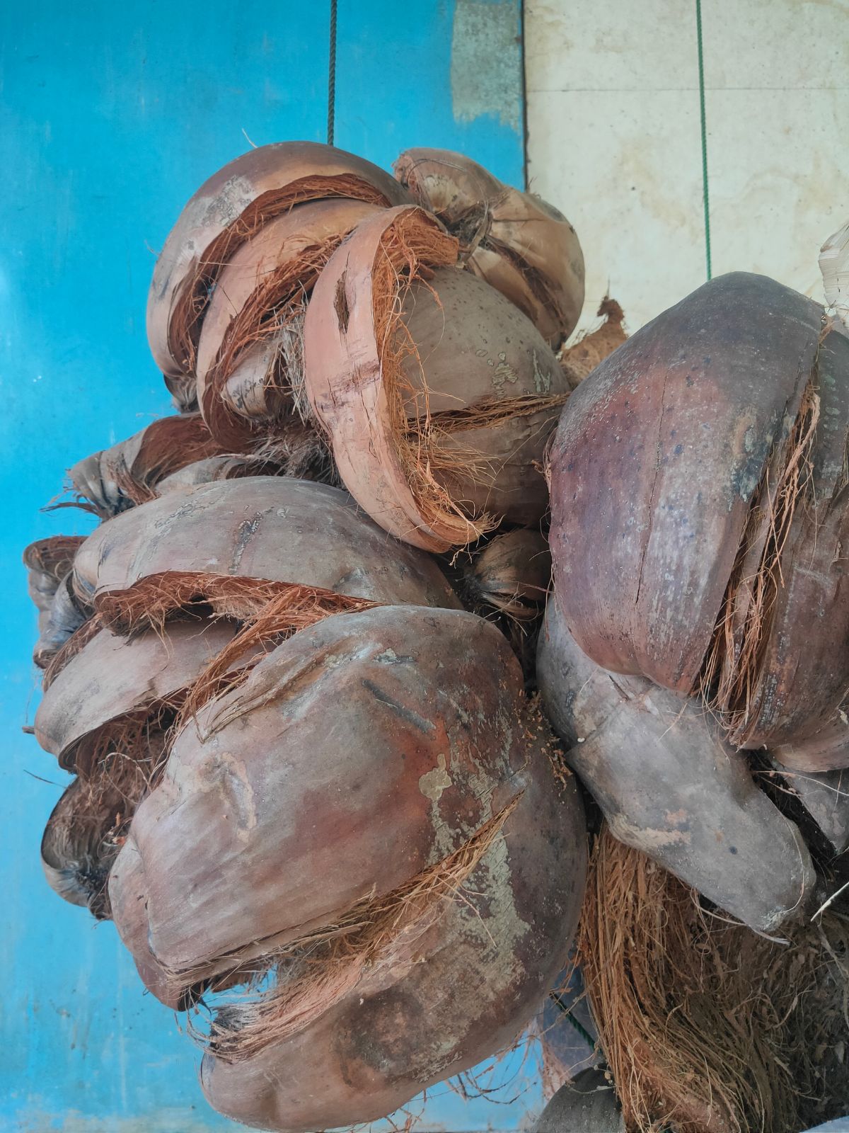 coconut husks for making cocnut coir