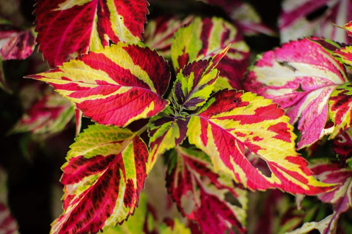 Red and green variegated fall foliage plants