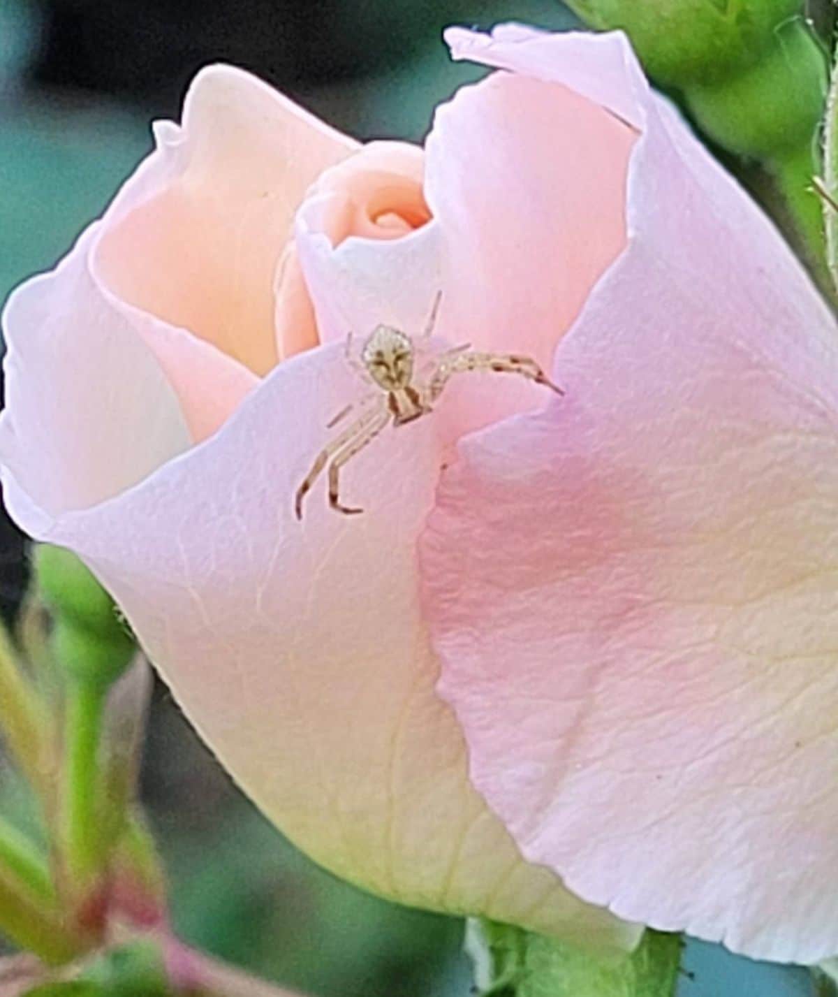 A spider helps manage insect pests in a rose garden