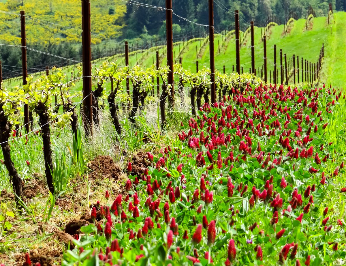 Annual Crimson clover planted to encourage vineyard pollination
