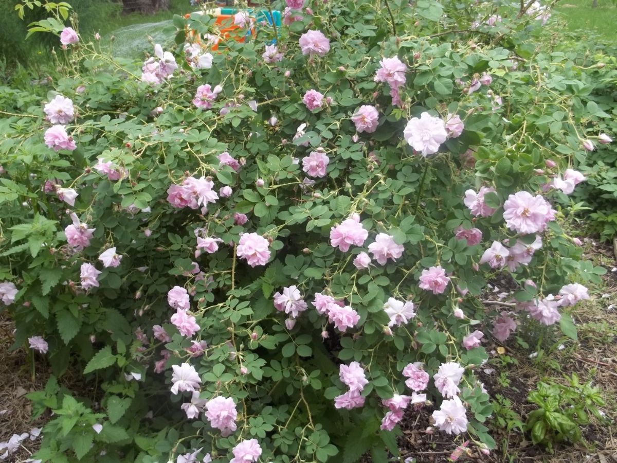 Autumn Damask rose bush – a great antique rose variety