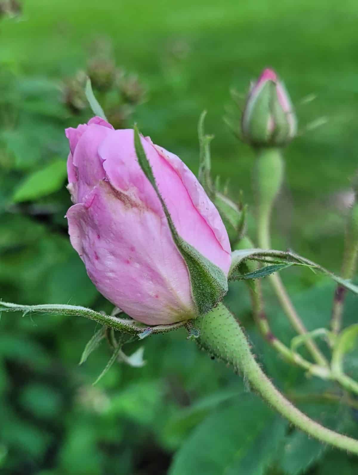 Hardy damask rose
