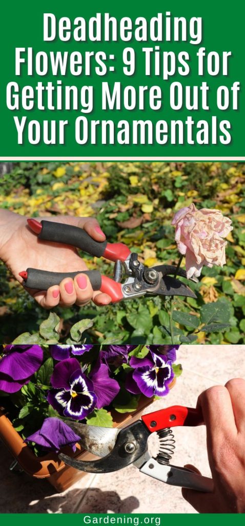 Deadheading Flowers: 9 Tips for Getting More Out of Your Ornamentals pinterest image.