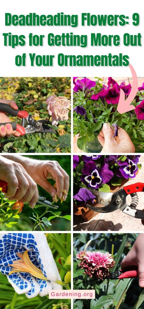 Deadheading Flowers: 9 Tips for Getting More Out of Your Ornamentals pinterest image.