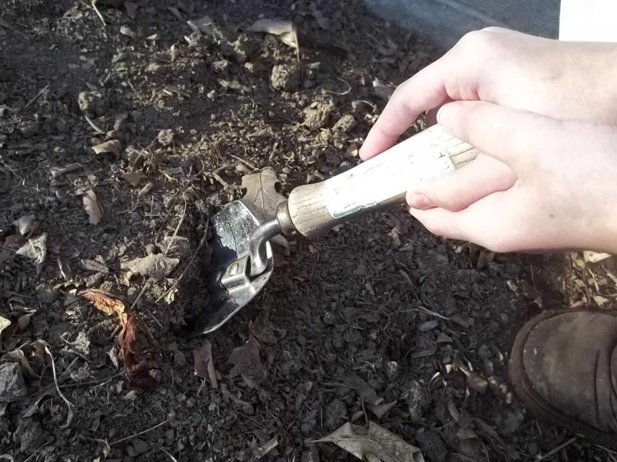 A rose gardener digging in amendments