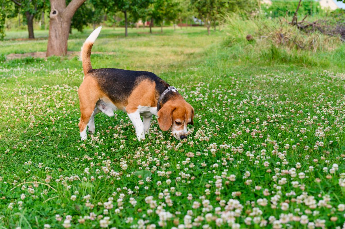 A dog sniffs white clover flowers on a lawn