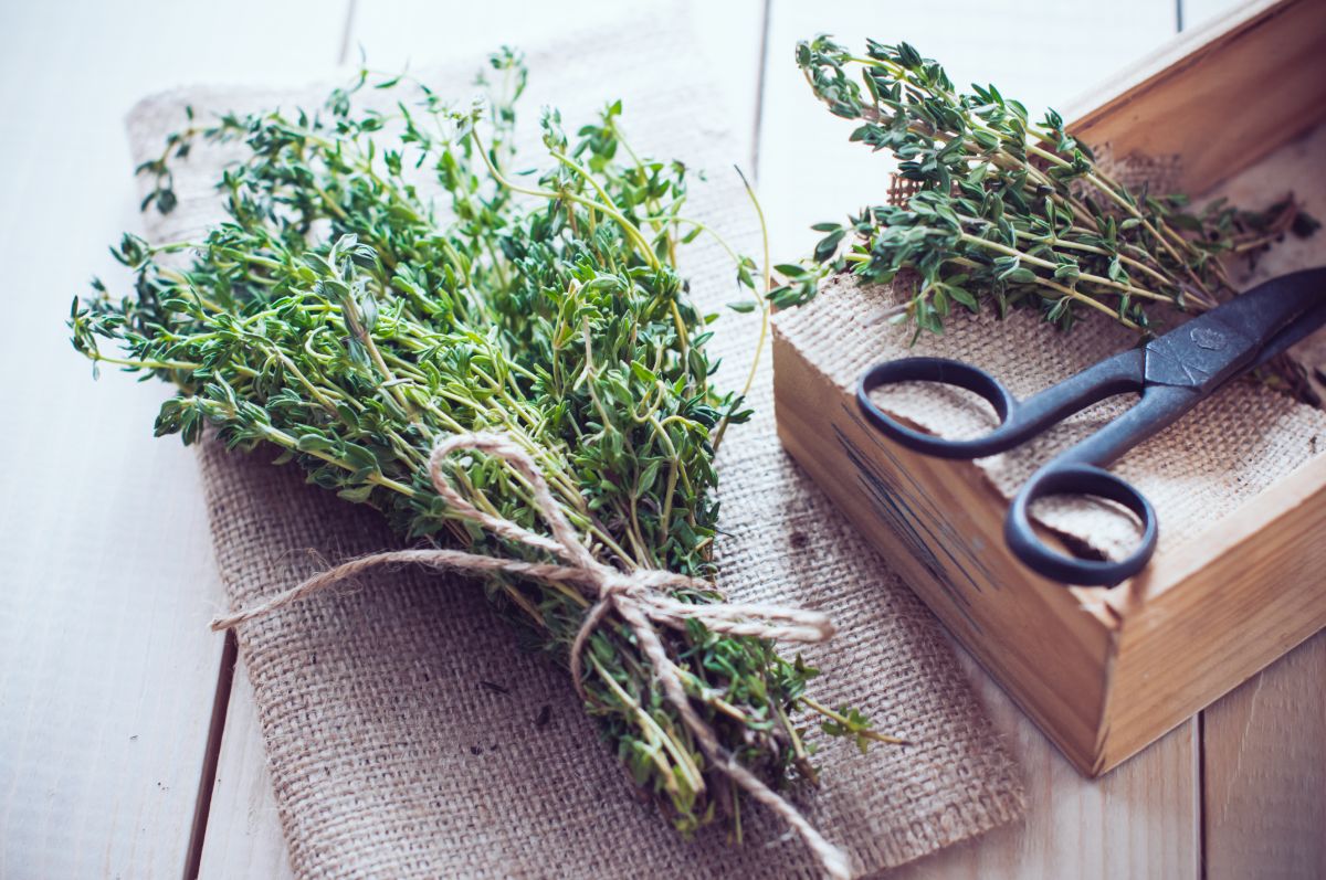 A bundle of thyme for air drying