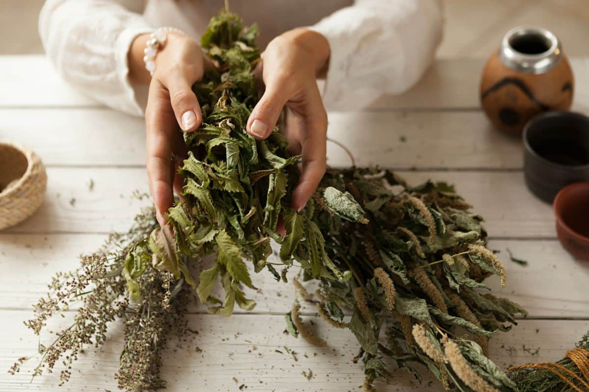 A woman crumbles herbs in her hand after drying