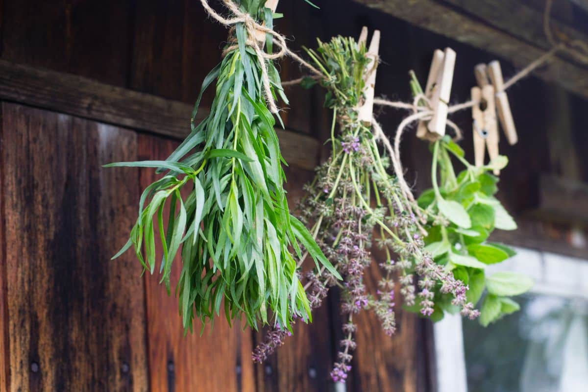 Bundles of herbs hanging upside down to dry