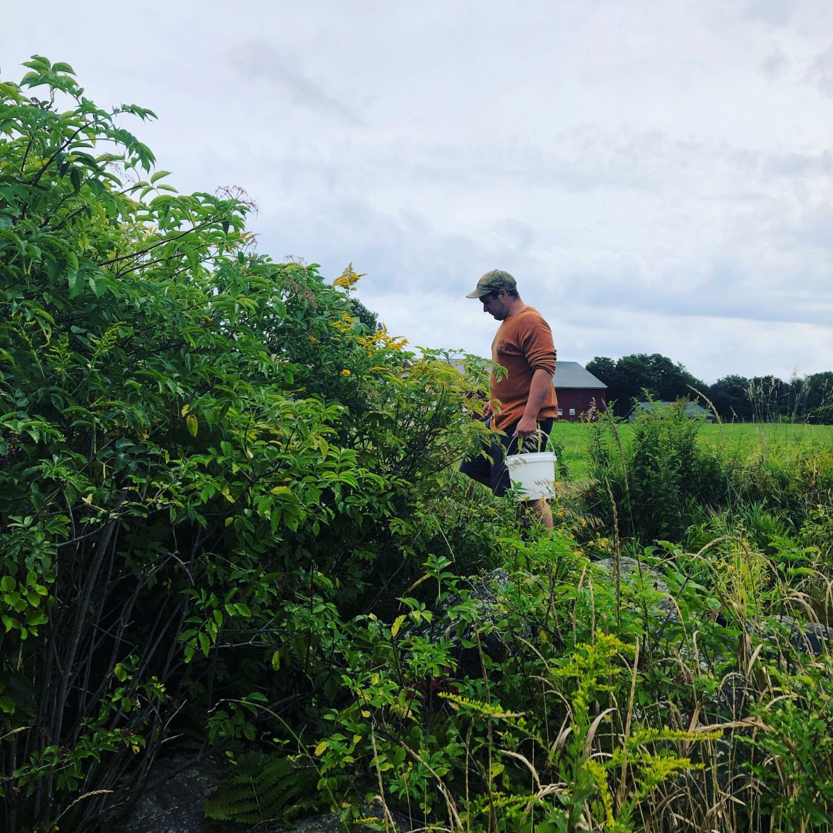 A man approaches and elderberry bush to forage for berries