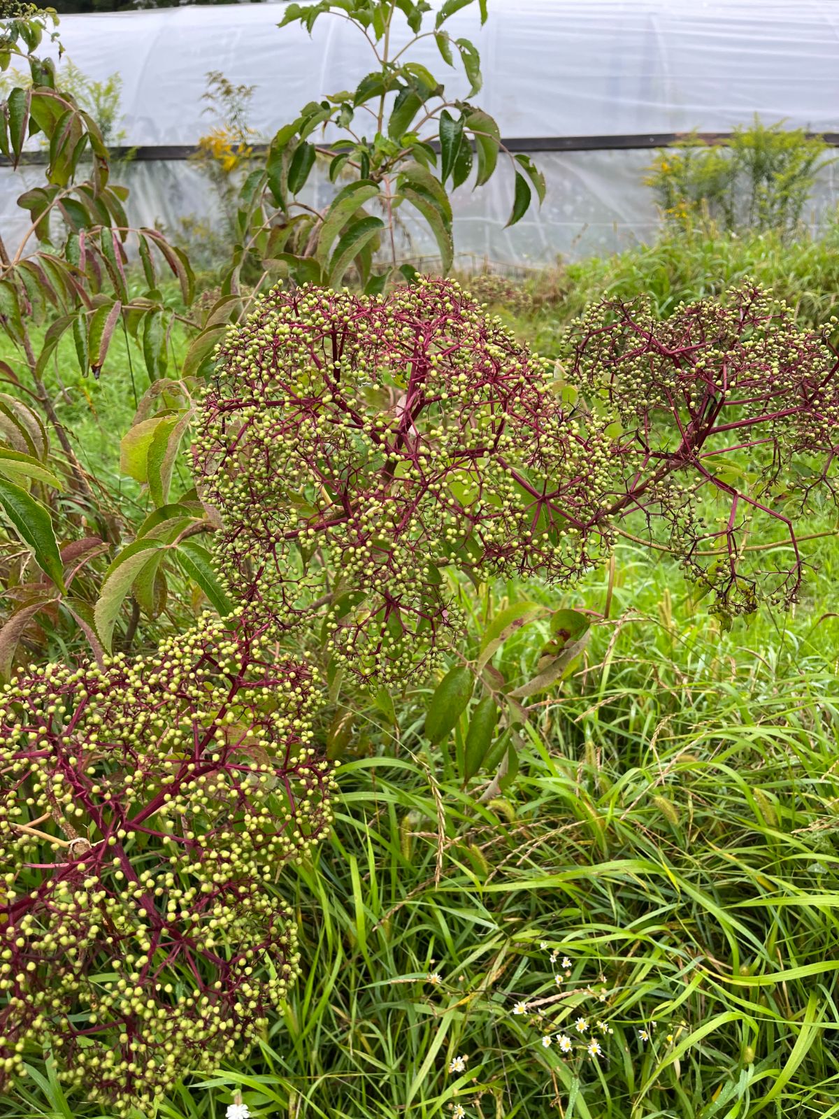 An elderberry with berries in uniform stages of ripening