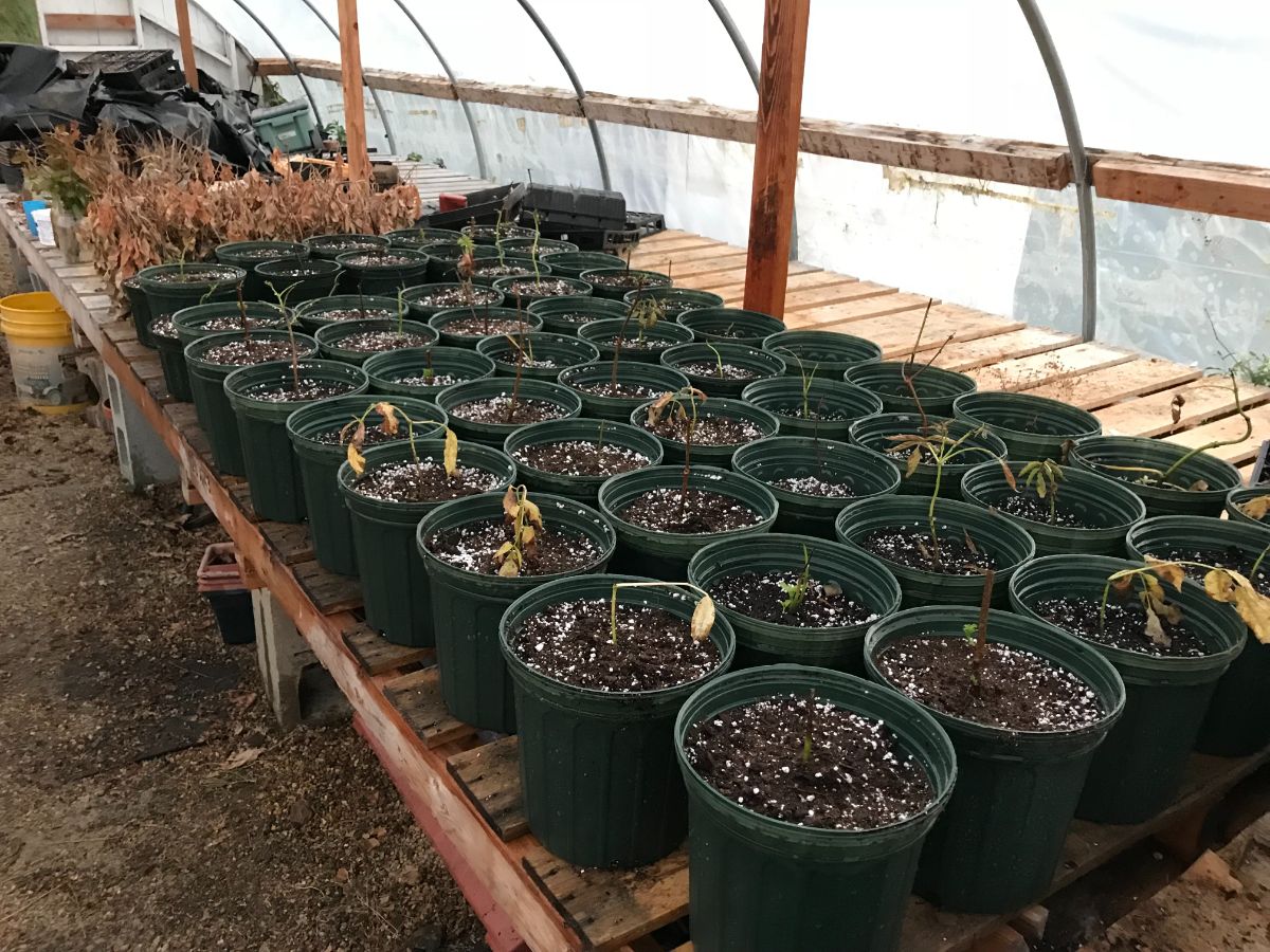 Potted elderberry cuttings in a winter greenhouse