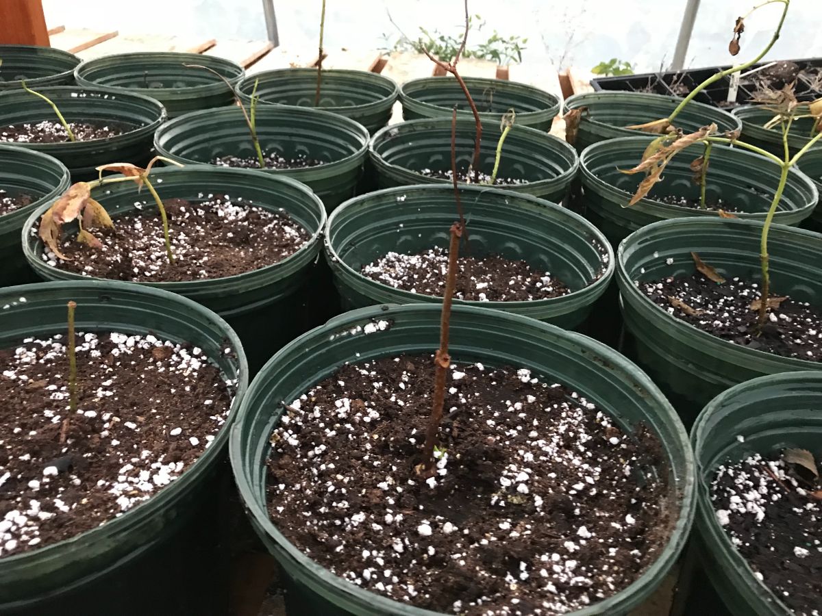 Elderberry cuttings rooting in pots