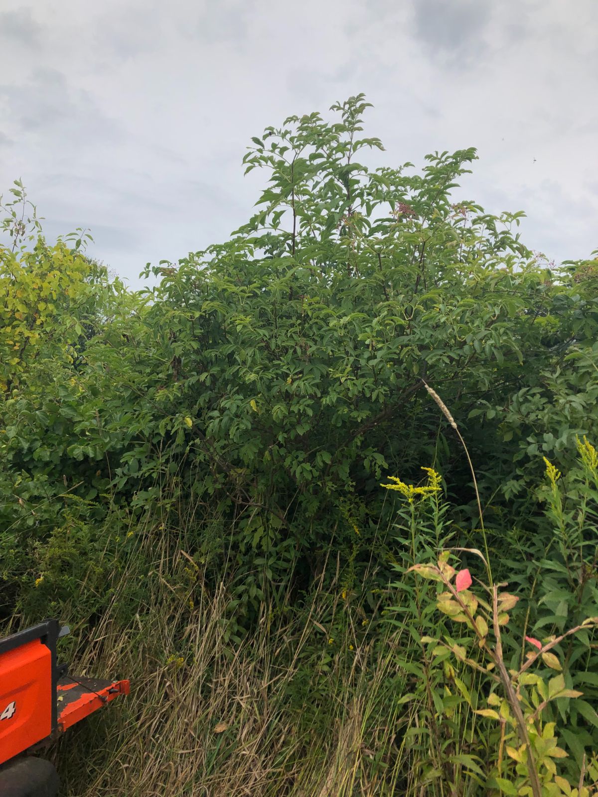 A UTV backed up to a tall elderberry bush for picking