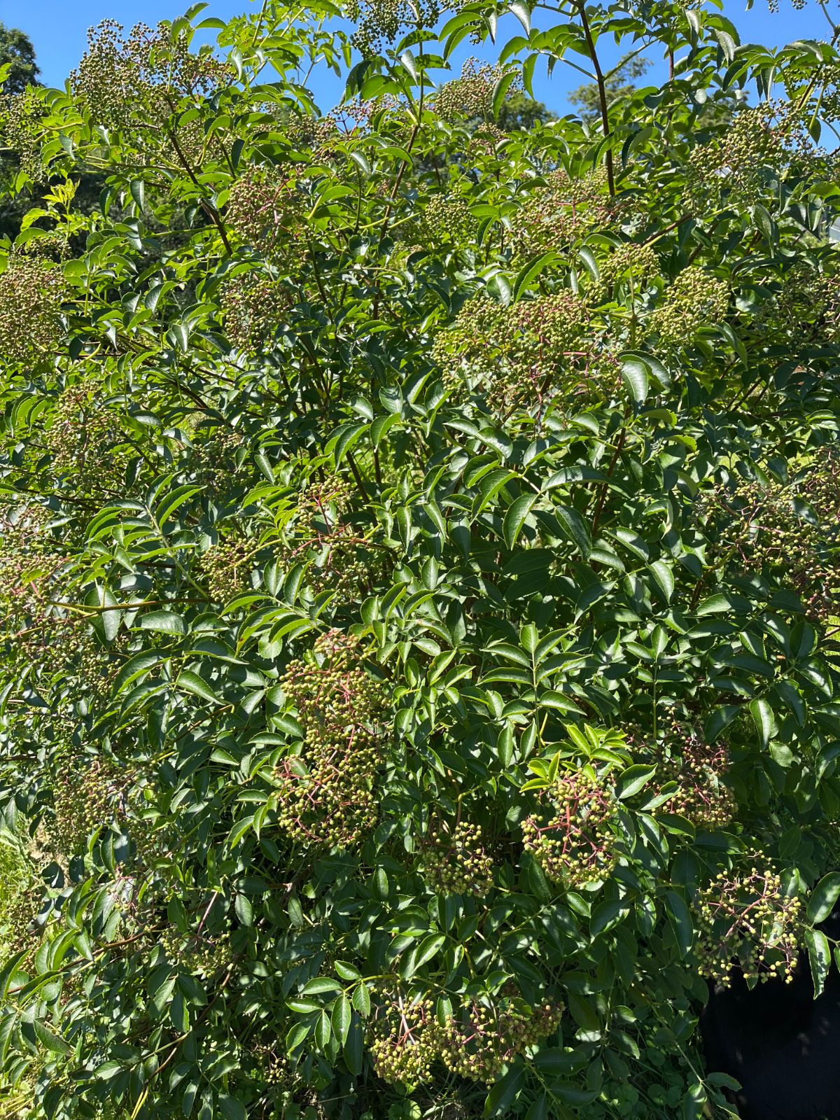 An elderberry bush with berries ready to ripen
