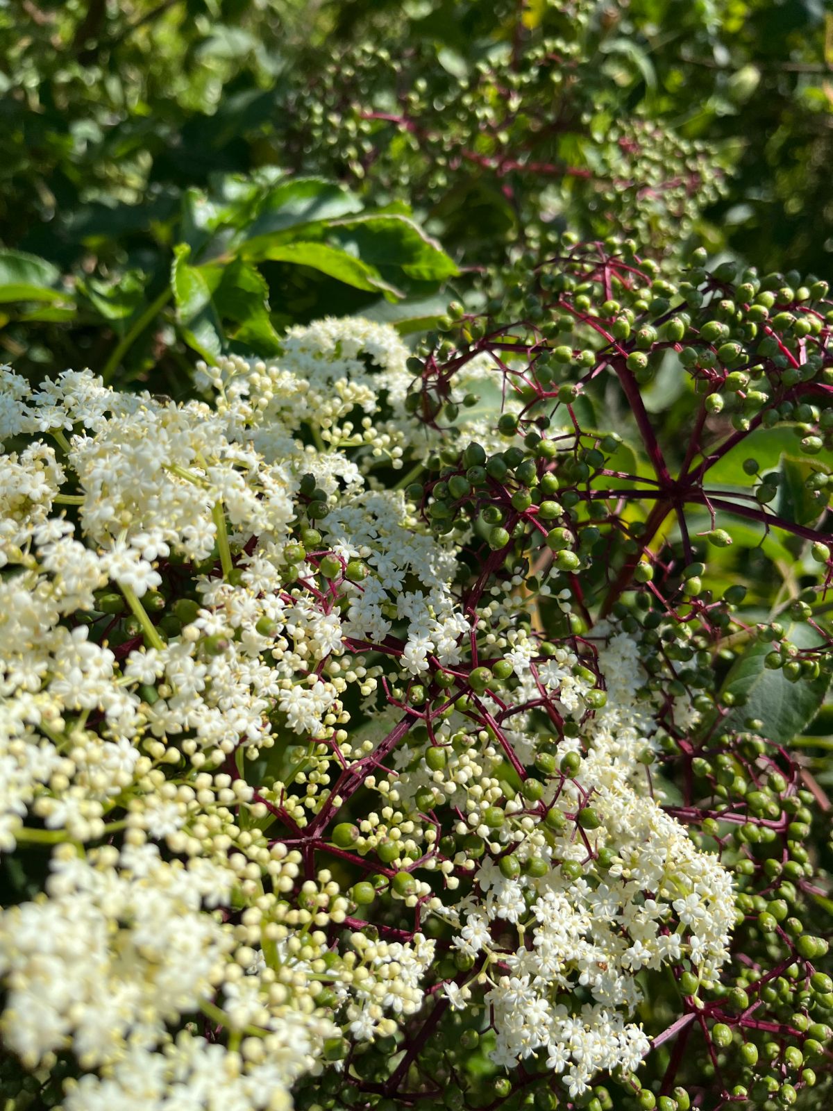 An elderberry with both green berries and flowers on it