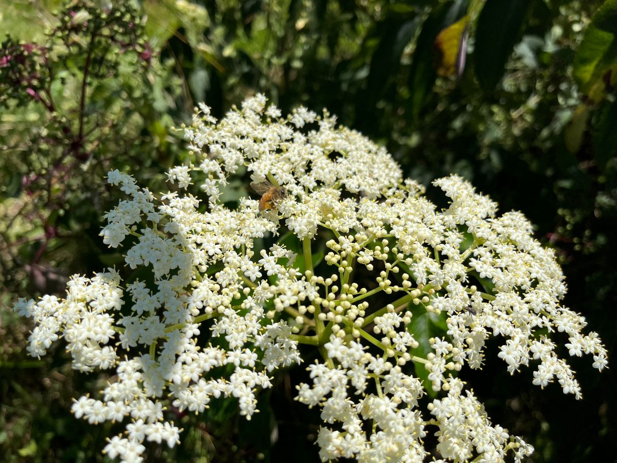 A honeybee feeding on an elderflower