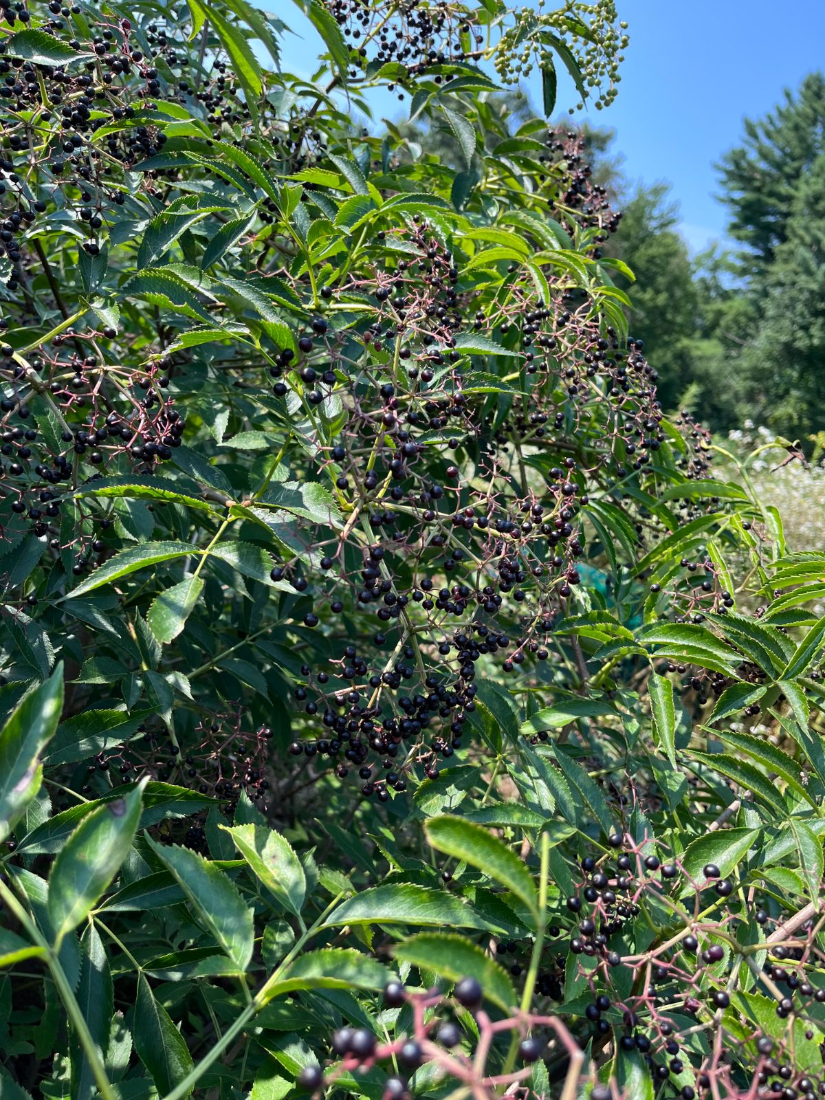 An elderberry bush with uniformly ripe berries