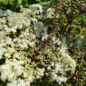 Elderberry bush in white bloom and with ripe berries.