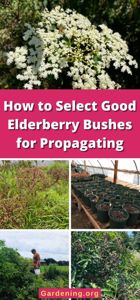 How to Select Good Elderberry Bushes for Propagating pinterest image.