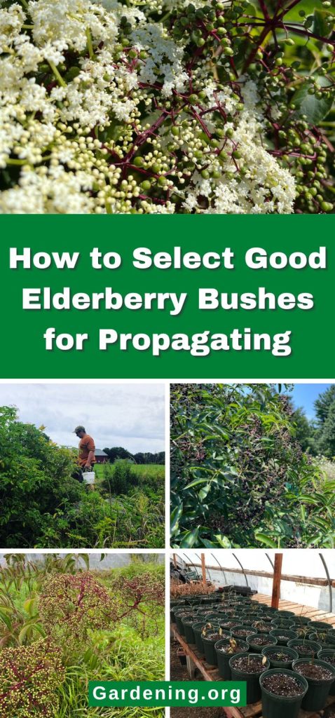 How to Select Good Elderberry Bushes for Propagating pinterest image.