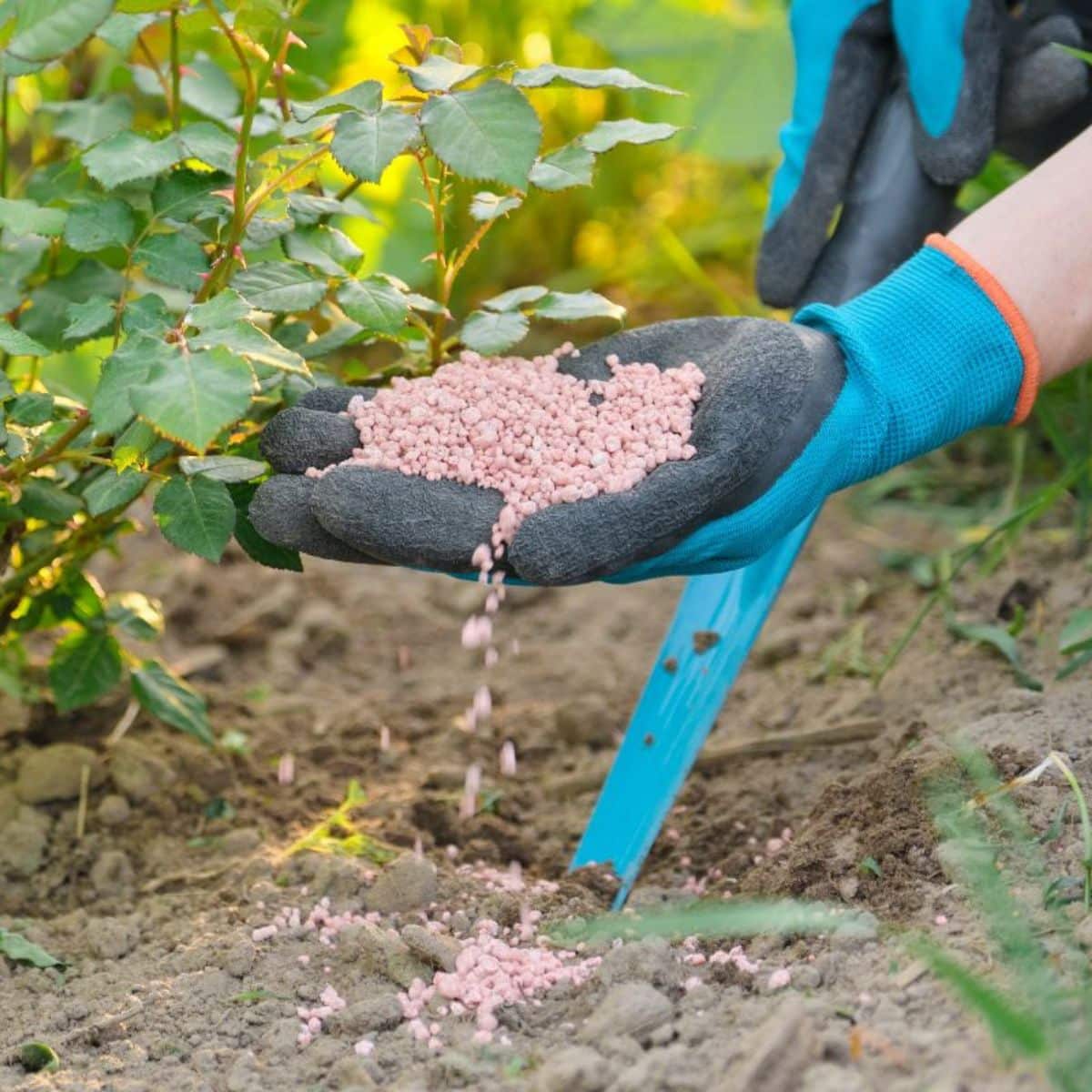 A gardener adding fertilizer near a rose bush.