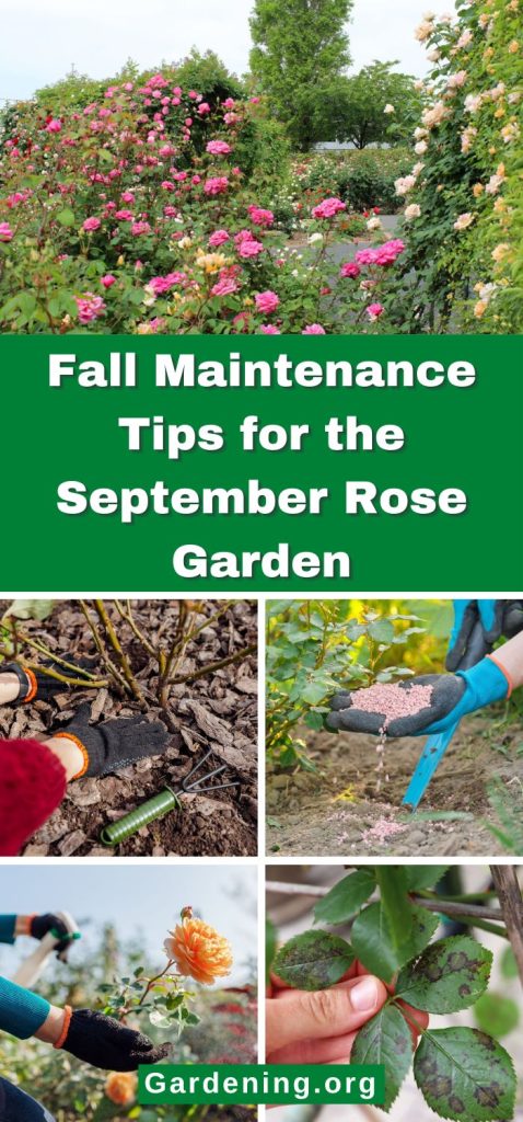 Fall Maintenance Tips for the September Rose Garden pinterest image.