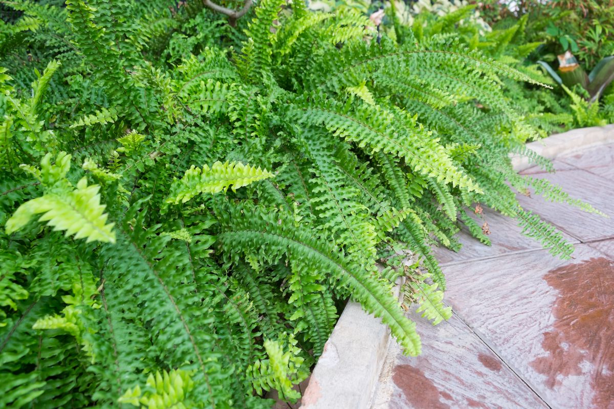 Ferns lining the edge of a patio