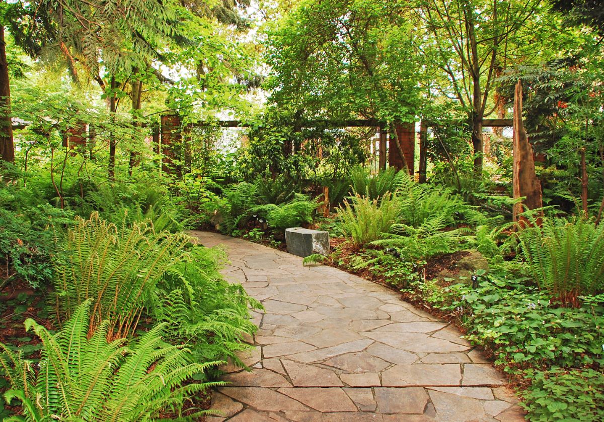 A shady walk with stands of ferns mixed in