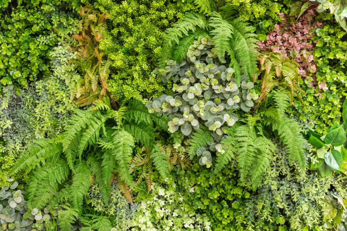 Ferns planted with other landscape plants