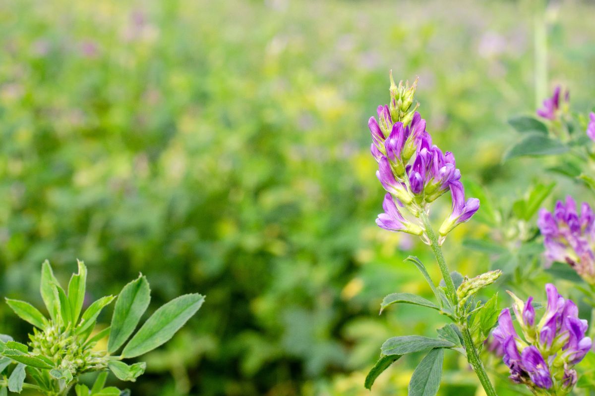 Alfalfa in bloom